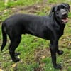 OTTO 2 sucht Körbchen