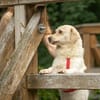 Menschenfreund Shorty will seine eigene Familie
