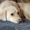 Menschenfreund Shorty will seine eigene Familie