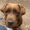 Buddy sucht ein Zuhause
