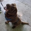 Buddy sucht ein Zuhause