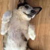 Menschenfreundlicher Rüde STEVIE sucht sein Zuhause!