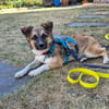 Kleine Kira (5 kg) sucht eine liebevolle Familie