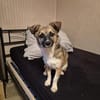 Kleine Kira (5 kg) sucht eine liebevolle Familie