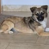 Kleine Kira (5 kg) sucht eine liebevolle Familie