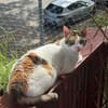 Pinky aus dem Tierschutz