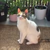 Pinky aus dem Tierschutz