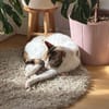 Pinky aus dem Tierschutz