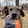 Zarte Csikos auf Pflegestelle in 27729 Vollersode