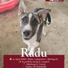Radu