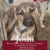 Joshi