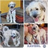 XAVERL ° fröhliches und verschmustes Hundekind