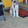XAVERL ° fröhliches und verschmustes Hundekind