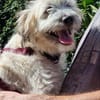 XAVERL ° fröhliches und verschmustes Hundekind