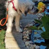 XAVERL ° fröhliches und verschmustes Hundekind