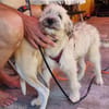 XAVERL ° fröhliches und verschmustes Hundekind