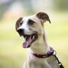 Bonnie - junge, agile, verträgliche Hündin
