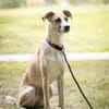 Bonnie - junge, agile, verträgliche Hündin