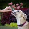 Bonnie - junge, agile, verträgliche Hündin
