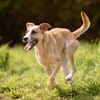 Bonnie - junge, agile, verträgliche Hündin