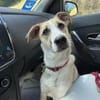 Bonnie - junge, agile, verträgliche Hündin