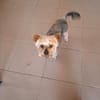 Szofi, süße Yorkshire Terrier Hündin geb. 07/2019