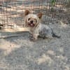 Szofi, süße Yorkshire Terrier Hündin geb. 07/2019