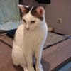 Novo  verschmuster junger Kater sucht Z