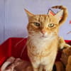 TOPAZE (EN COURS D'ADOPTION)