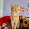 TOPAZE (EN COURS D'ADOPTION)