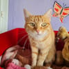 TOPAZE (EN COURS D'ADOPTION)
