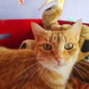 TOPAZE (EN COURS D'ADOPTION)