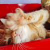 TOPAZE (EN COURS D'ADOPTION)