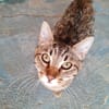 INDIGO (en cours d'adoption)