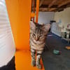 INDIGO (en cours d'adoption)