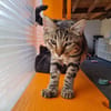 INDIGO (en cours d'adoption)