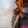 INDIGO (en cours d'adoption)