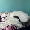 COTON