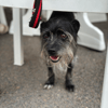 sanka (adoption duo avec Soaf)