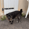 sanka (adoption duo avec Soaf)