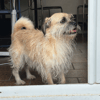 soaf (adoption duo avec Sanka)