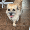 soaf (adoption duo avec Sanka)