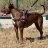 ATHENA
