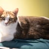 SPEEDY A17531