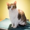 SPEEDY A17531