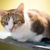 SPEEDY A17531