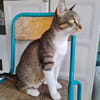 CRAPETTE (a trouvé sa famille)