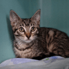 Olie "en cours d'adoption"