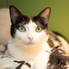 TINA A17491