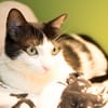 TINA A17491